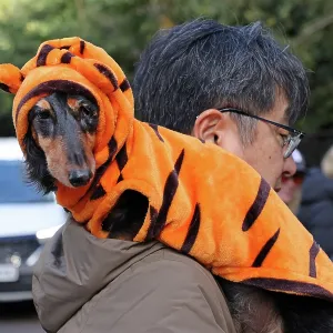All Dogs Matter Howloween Dog Walk, Hampstead Heath, London