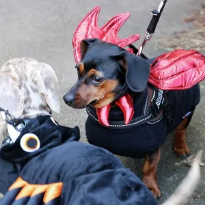 All Dogs Matter Howloween Dog Walk, Hampstead Heath, London