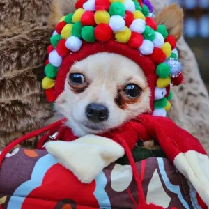 Prints of : ADM Santa Paws Fair
