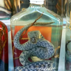 Bottle of Snake Whiskey in Whisky Village near Luang Prabang, Laos