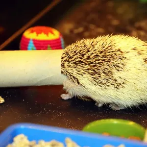 Cali the Hedgehog gets her head stuck when playing with a toilet roll at the London Pet Show 2013