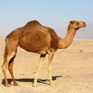 Camel in the desert in Amman, Jordan