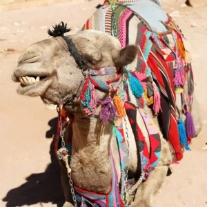 Camel in the rock city of Petra, Jordan