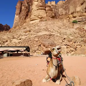 Camel beside rock formations of Lawrences Spring in the desert at Wadi Rum, Jordan