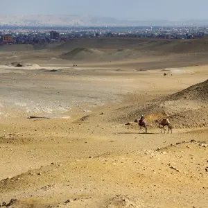 Camels in the desert on the Giza Plateau, Cairo, Egypt