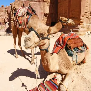Camels in the rock city of Petra, Jordan