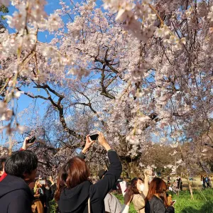 Prints of : Cherry Blossom Japan 2019