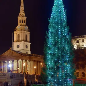 Christmas Tree in Trafalgar Square, London