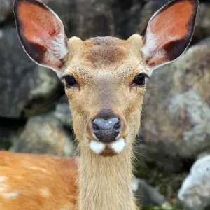 One of the many deer at Itsukushima Shinto Shrine on Miyajima Island, Hiroshima, Japan