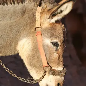 Donkey in the rock city of Petra, Jordan