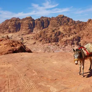 A donkey and view of sandstone rock formations overlooking the valley of the rock city of Petra