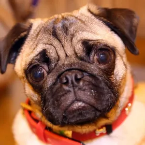 Dylan the Pug dog at the London Pet Show 2013