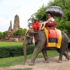 Elephants for sightseeing tours in Ayutthaya, Thailand