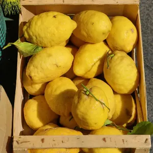 Fresh lemons on sale in the street market in the city of Pompeii, Italy Fresh lemons on sale in the street market in the city of Pompeii, Italy