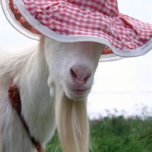Goat wearing a hat