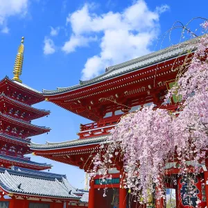 Hozomon, the inner gate, and the five storey pagoda with cherry blossom at the Senso-Ji