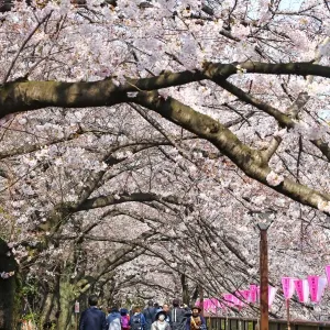 Prints of : Tokyo Cherry Blossom