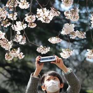 Prints of : Cherry Blossom Tokyo 2020