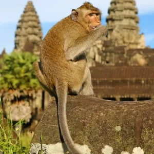Long tailed Macaque Monkey at Angkor Wat Temple in Siem Reap, Cambodia