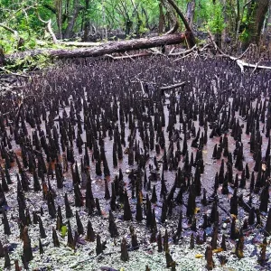 Mangrove Swamp, Carp Island, Republic of Palau, Micronesia, Pacific Ocean