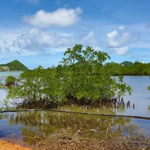 Mangrove swamp in Koror, Koror Island, Republic of Palau, Micronesia, Pacific Ocean