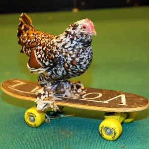 Mercedes the skate-boarding chicken at the London Pet Show 2013