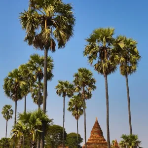 Pagodas and Palm Trees in Nuang U, Bagan, Myanmar (Burma)