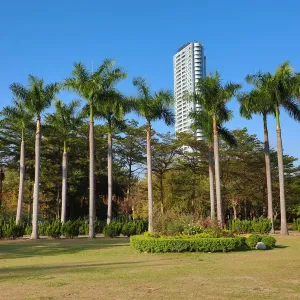Palm trees in Central Park, Kaohsiung City, Taiwan