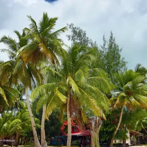 Palm trees on a tropical sandy beach, Carp Island, Republic of Palau, Micronesia