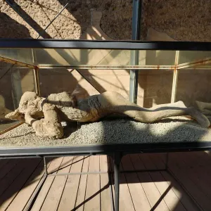 Petrified body in the ancient Roman city of Pompeii, Italy Petrified body in the ancient Roman city of Pompeii, Italy