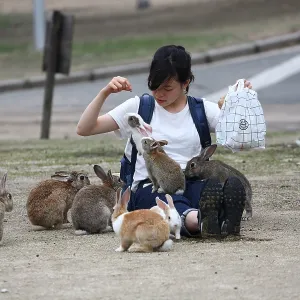 Rabbits on Okunoshima Island