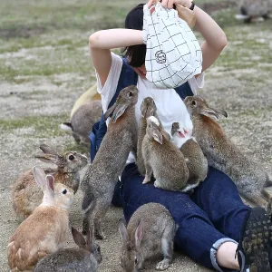Rabbits on Okunoshima Island