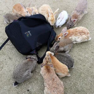 Rabbits on Okunoshima Island