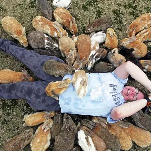 Rabbits on Okunoshima Island