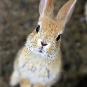 Rabbits on Okunoshima Island