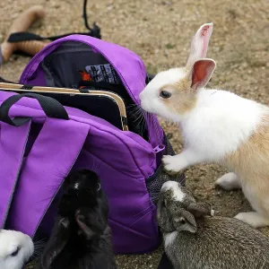 Rabbits on Okunoshima Island