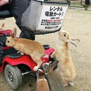 Rabbits on Okunoshima Island