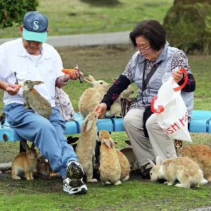 Rabbits on Okunoshima Island