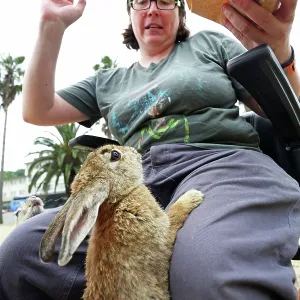 Rabbits on Okunoshima Island