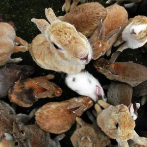 Prints of : Rabbits of Okunoshima Island