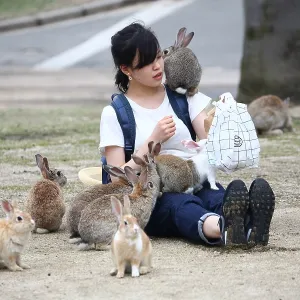 Rabbits on Okunoshima Island