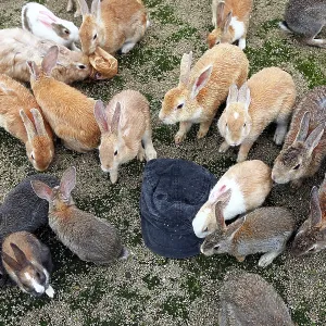 Rabbits on Okunoshima Island