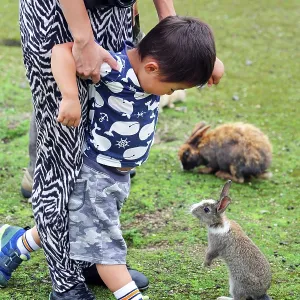 Rabbits on Okunoshima Island