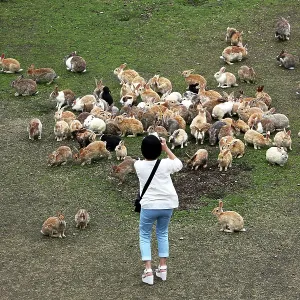 Rabbits on Okunoshima Island