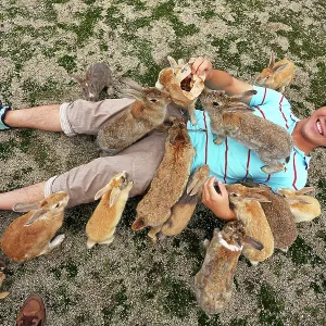 Rabbits on Okunoshima Island