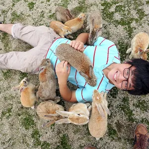 Rabbits on Okunoshima Island