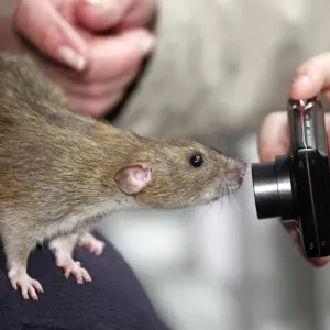 Rat at the London Pet Show 2011