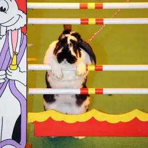 Show-jumping rabbit from Sweden at the London Pet Show 2013