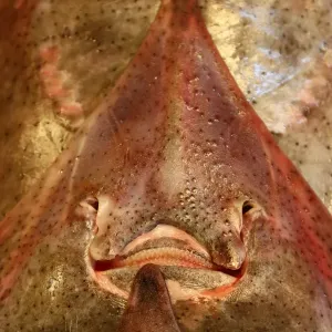 Smiling face of fish at the Noryangjin Fish and Seafood Market in Seoul, Korea
