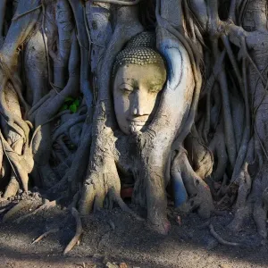 The stone head of a Buddha statue in the roots of a Bodhi tree in Wat Mahathat, Ayutthaya